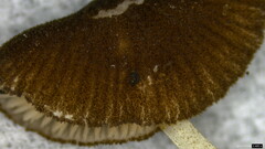 Pluteus podospileus