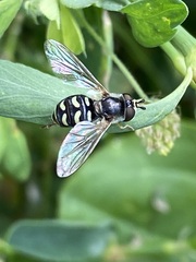 Eupeodes volucris