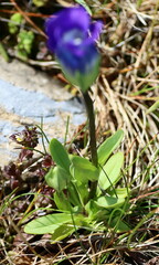 Gentianopsis detonsa