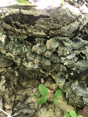Trametes versicolor image