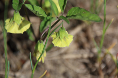 Physalis virginiana