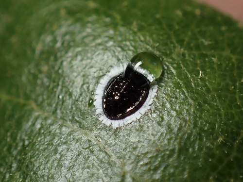 iNaturalist observation photo of Stanford's Whitefly
