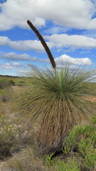 Xanthorrhoea drummondii
