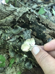 Trametes versicolor image