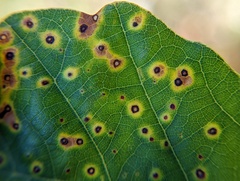 Neuroterus tantulus