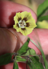 Physalis virginiana