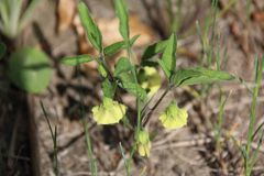 Physalis virginiana