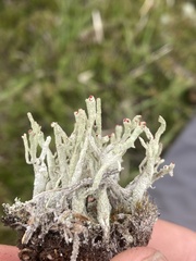 Cladonia polydactyla