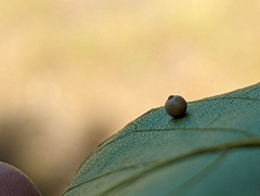 Caryomyia leviglobus