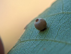 Caryomyia leviglobus