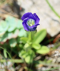 Gentianopsis detonsa