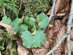 Chrysosplenium alternifolium