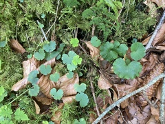 Chrysosplenium alternifolium