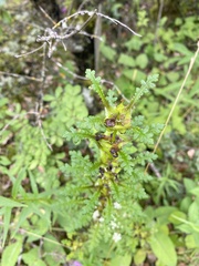 Pedicularis