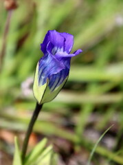 Gentianopsis detonsa