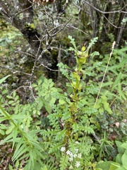Pedicularis