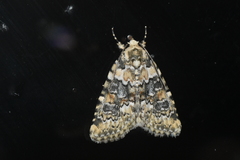 Bryophila domestica