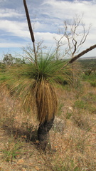 Xanthorrhoea acanthostachya