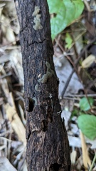 Trichaleurina tenuispora