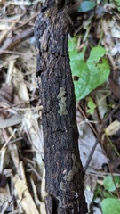 Trichaleurina tenuispora