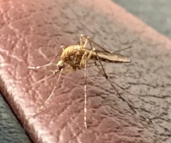 Aedes camptorhynchus