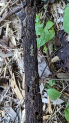 Trichaleurina tenuispora