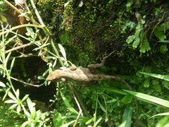 Anolis tropidonotus