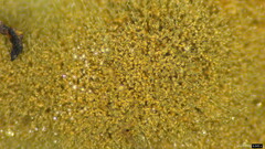Trichaleurina tenuispora