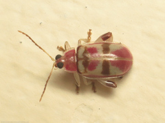 Walterianella colombiana
