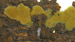 Trichaleurina tenuispora