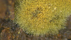 Trichaleurina tenuispora