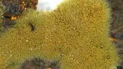 Trichaleurina tenuispora