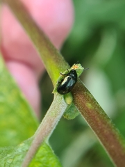 Phratora vulgatissima