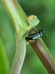 Phratora vulgatissima