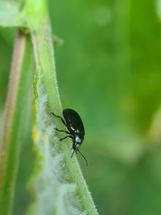 Phratora vulgatissima