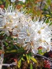 Rhododendron tomentosum