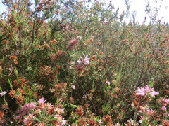 Erica verticillata