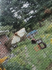 Polygrammodes flavidalis