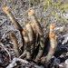 Micranthocereus flaviflorus flaviflorus - Photo (c) Martin Lowry, some rights reserved (CC BY-NC), uploaded by Martin Lowry