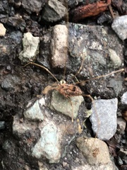 Leiobunum calcar