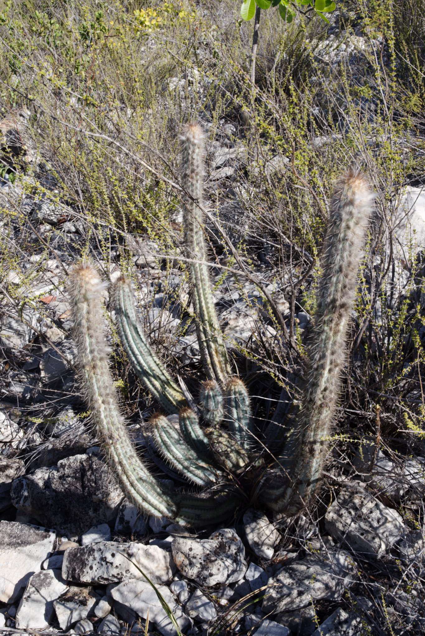 Pilosocereus bohlei