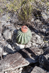 Melocactus zehntneri