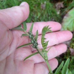 Vicia cassubica
