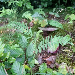 Vicia cassubica