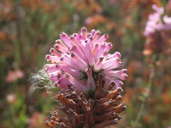 Erica verticillata