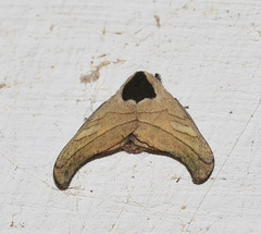 Hylesia scortina