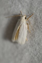 Antaeotricha floridella