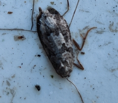 Grapholita funebrana