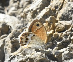 Coenonympha dorus