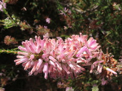 Erica verticillata